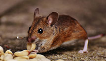 24 Hour & Emergency Exterminators in Frametown, WV